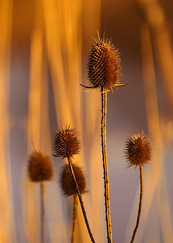 Distel.jpg