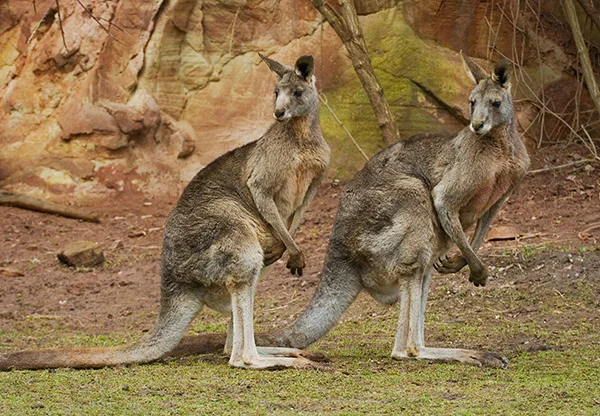 Kaenguruhs1.jpg