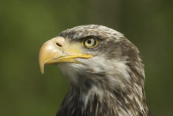 Weisskopfseeadler.jpg
