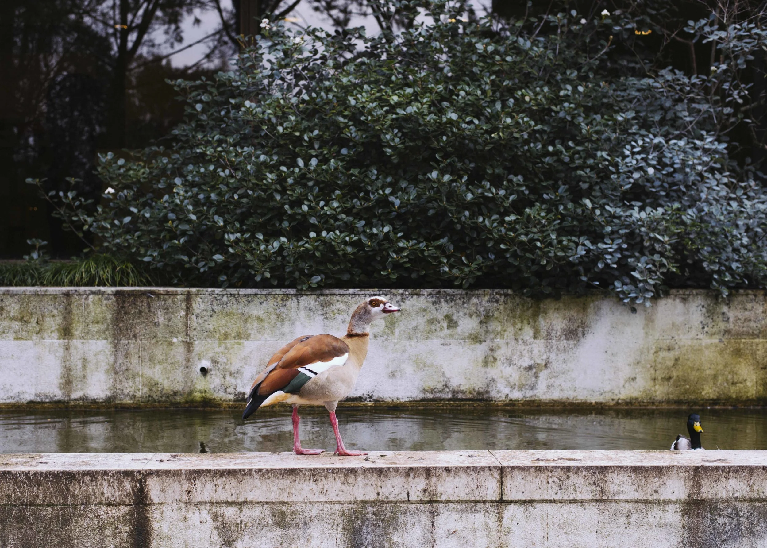 Jardim_da_Gulbenkian048.jpg