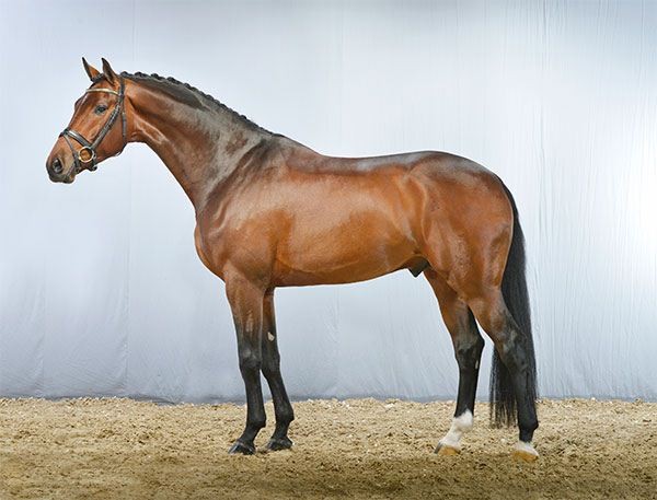 Blue hors Zatchmo e. Blue Hors Zack u. Moster Fiesta`s Girl