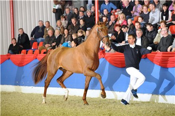 Blue Hors Veneziano, godkänd hingst e. Vivaldi u. Moster Fabina