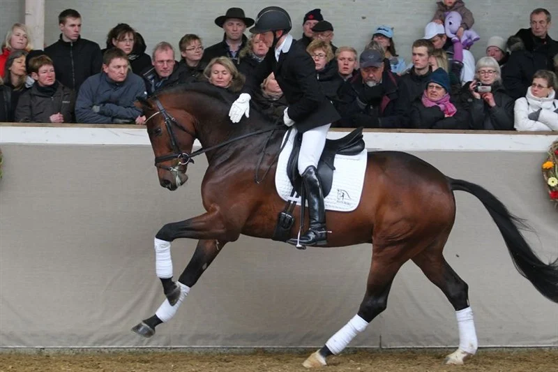 Blue hors Zatchmo e. Blue Hors Zack u. Moster Fiesta`s Girl