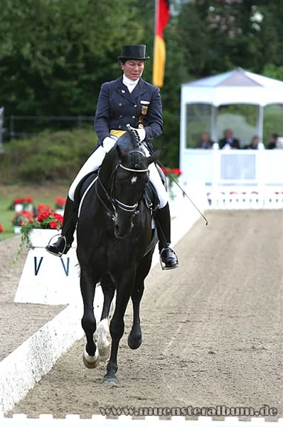 Cappuccino 16, godkänd hingst e. Classiker u. Moster Fantastica