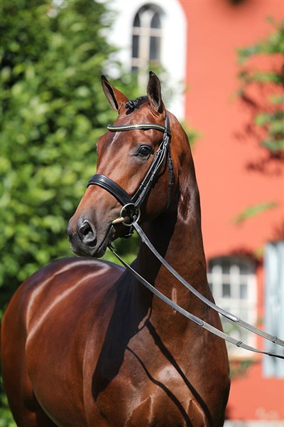 Blue hors Zatchmo, godkänd hingst e. Blue Hors Zack u. Moster Fiesta`s Girl