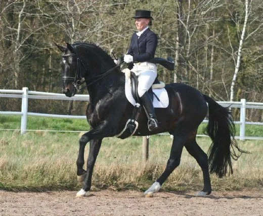 PSI Sunny Boy, godkänd hingst e. Sandro Hit u. Moster Fantastica