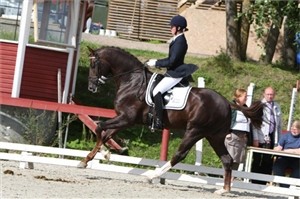 Tailormade Red Rebel e. Blue Hors Romanov u. Moster Fabina