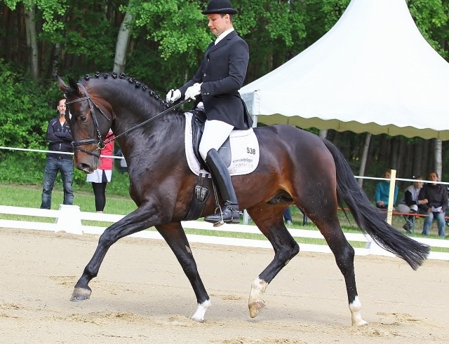  Jazz Girls bror 5 åriga San Primero e. San Amour&nbsp;Primero &nbsp;u. Donna Primera medverkade på en gigantisk tävling i Bavaria Tyskland. Han gjorde en start i L och en start i M (M motsvarar MSV i Sverige) han vann dom båda! Vilket är mycket bra 