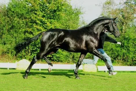 faustinus.jpg