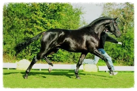 Faustinus