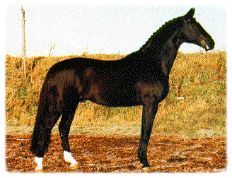 Bellini
