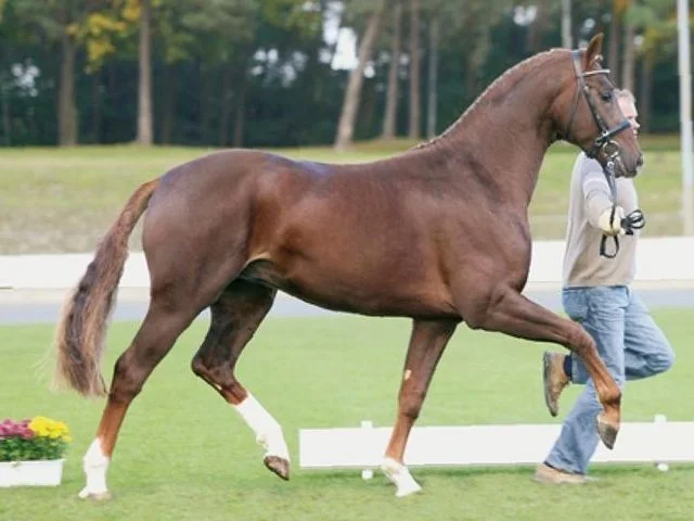 Tailormade Red Rebel, godkänd hingst e. Blue Hors Romanov u. Fabina, helsyster till Don Schufro
