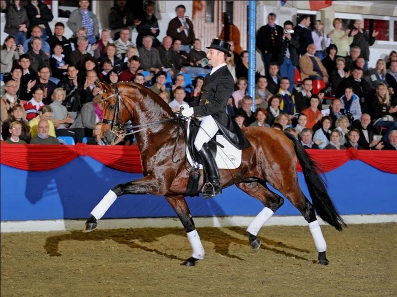 Pentagons Peron, godkälnd hingst e. Peron u. Farina, helsyster till Don Schufro