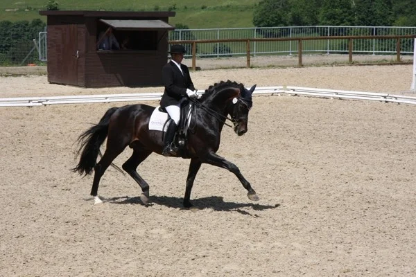 Dalimas morbror Ron Rubin godkänd hingst e. Rubin Royal.
