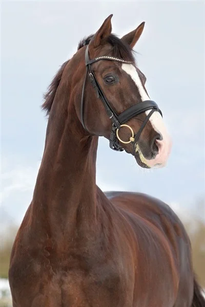 Blue Hors Don Romantic, godkänd hingst e. Blue Hors Don Schufro
