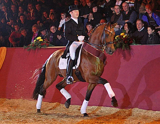 Pentagons Peron, godkänd hingst e. Peron u. Jazz Primeras moster Fabina helsyster till Don Schufro