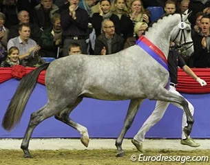 De Martino, godkänd hingst e. Blue Hors Don Schufro