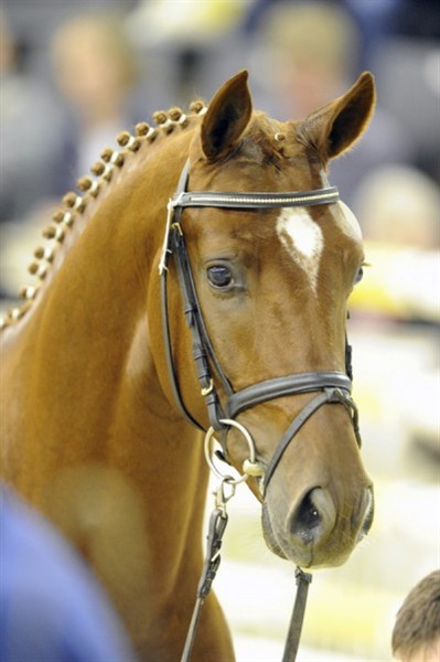  Demetruis, godkänd hingst e. Blue Hors Don Schufro 