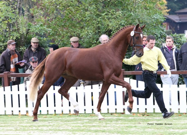  Demetruis, godkänd hingst e. Blue Hors Don Schufro 