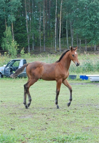 Celissa 2011