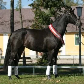 Fabiola, helsyster till Pentagons Peron e. Pentagon u. Moster Farina, helsyster till Don Schufro