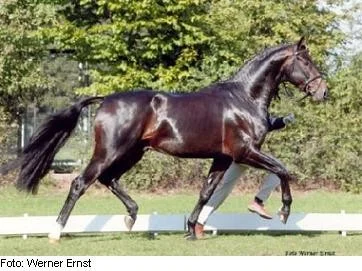 Jazz Primeras broder Ron Rubin godkänd hingst e. Rubin Royal.