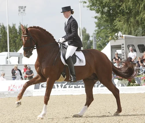 Rebelle, Unghäst-VM finalist e. Blue Hors Don Schufro