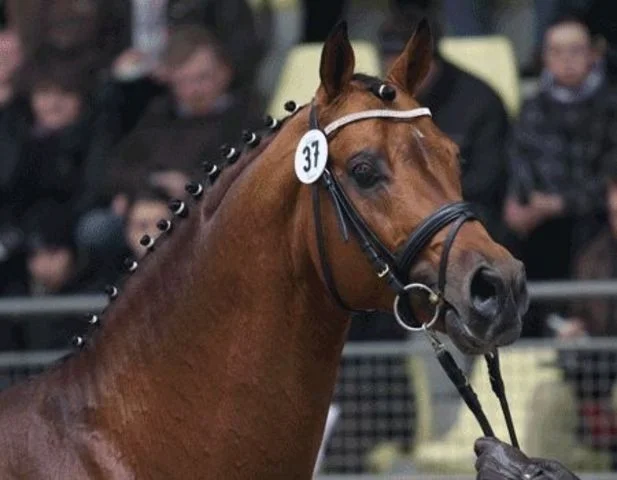 Pentagons Peron, godkänd hingst e. Peron u.Jazz Primeras moster Farina, helsyster till Don Schufro