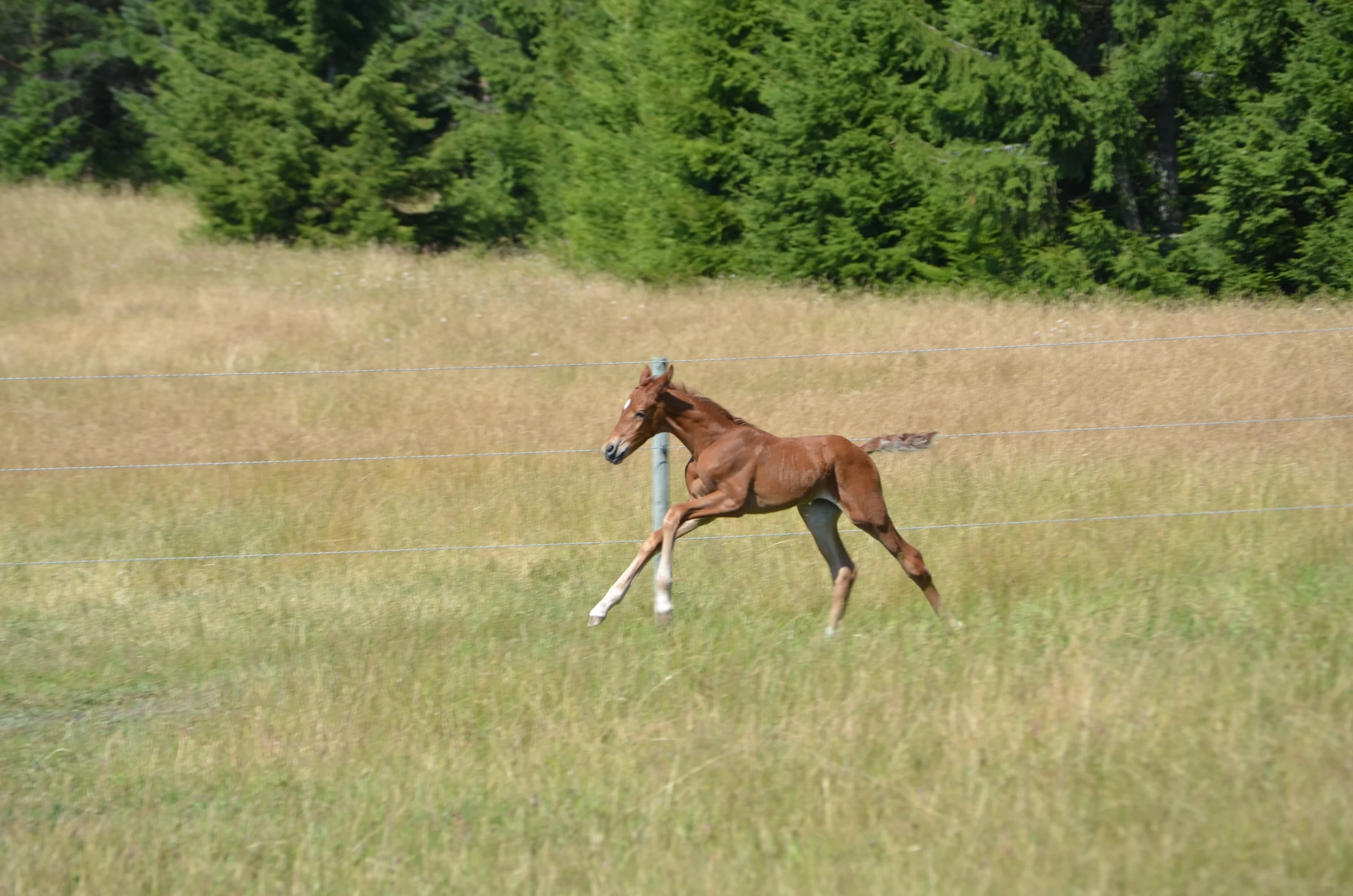 DSC_6239.jpg