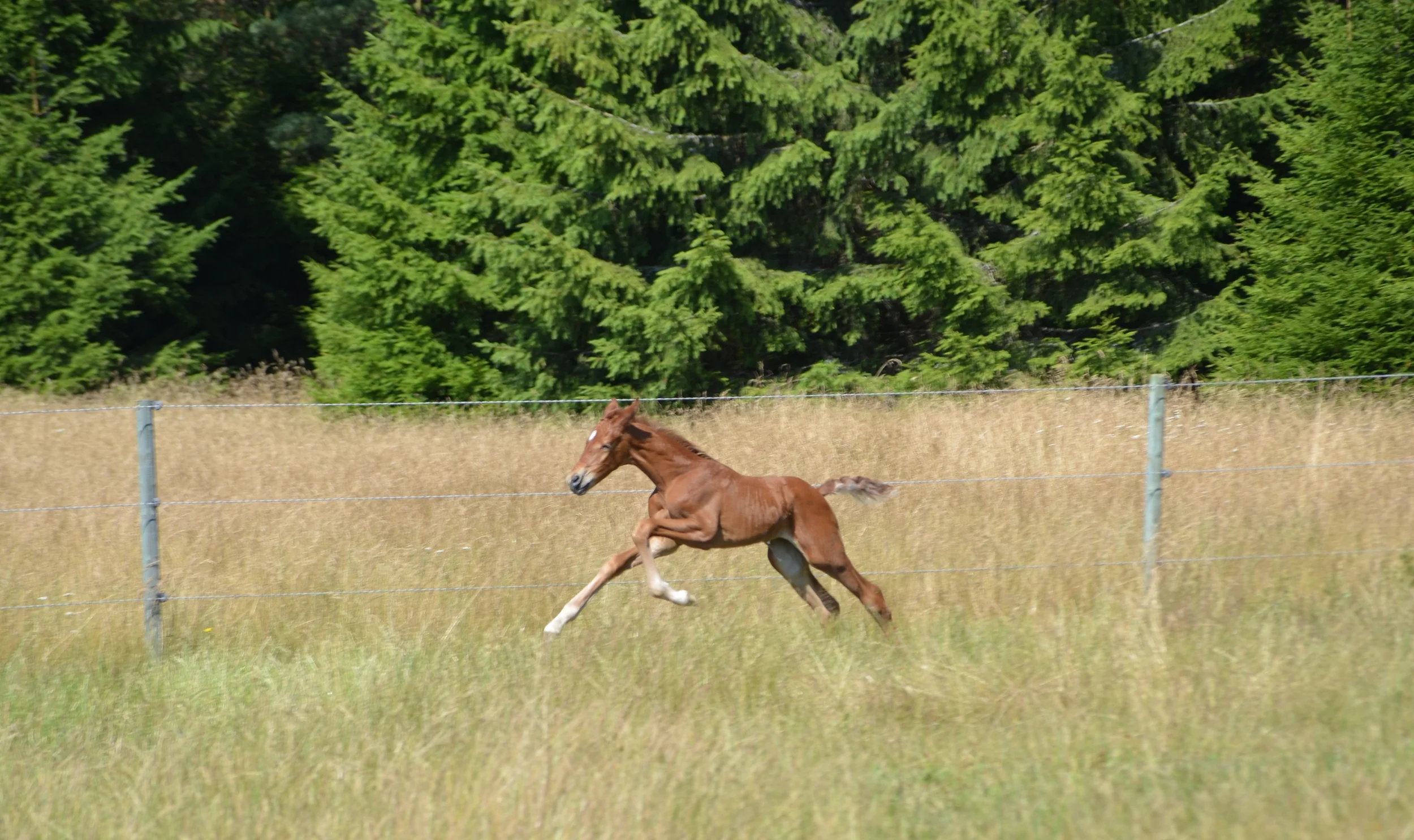 DSC_6236.jpg