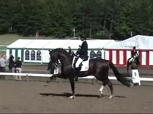 Tailormade Red Rebel 2014, godkänd hingst e. Blue Hors Romanov u. Jazz Primeras moster Fabina helsyster till Don Schufro