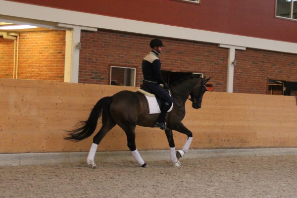 Foto: Sanna Nilsson Dressyr Center