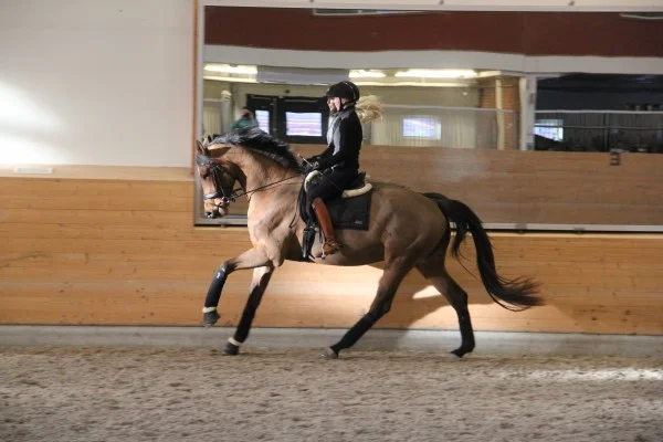 Foto: Sanna Nilsson Dressyr