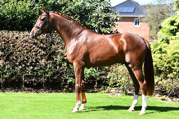 Blue Hors Zirrus Foto: Blue Hors