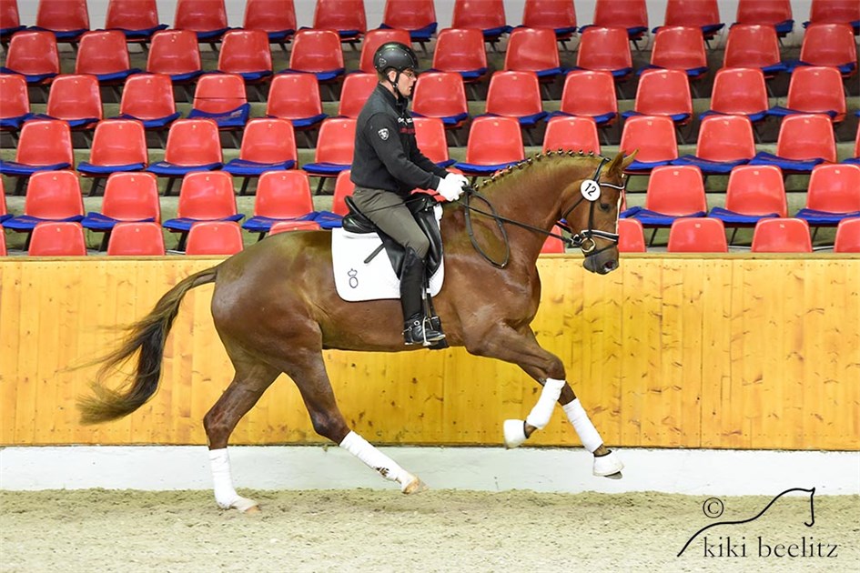 Fabergé (Bretton Woods - Donnerhall - Pik Bube I) Foto/Photo: Kiki Beelitz
