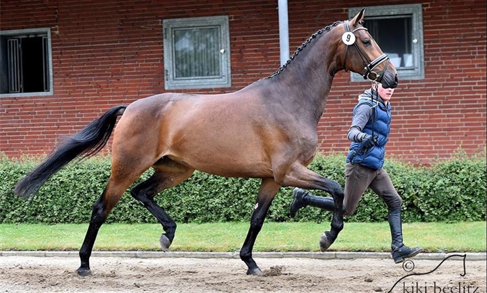 Florelia (Blue Hors Touch Me - Blue Hors Romanov Foto/Photo: Kiki Beelitz