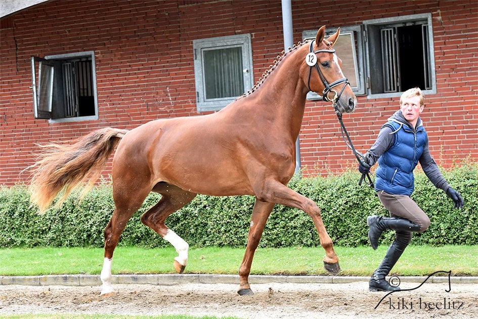 Fabergé (Bretton Woods - Donnerhall - Pik Bube I) Foto/Photo: Kiki Beelitz