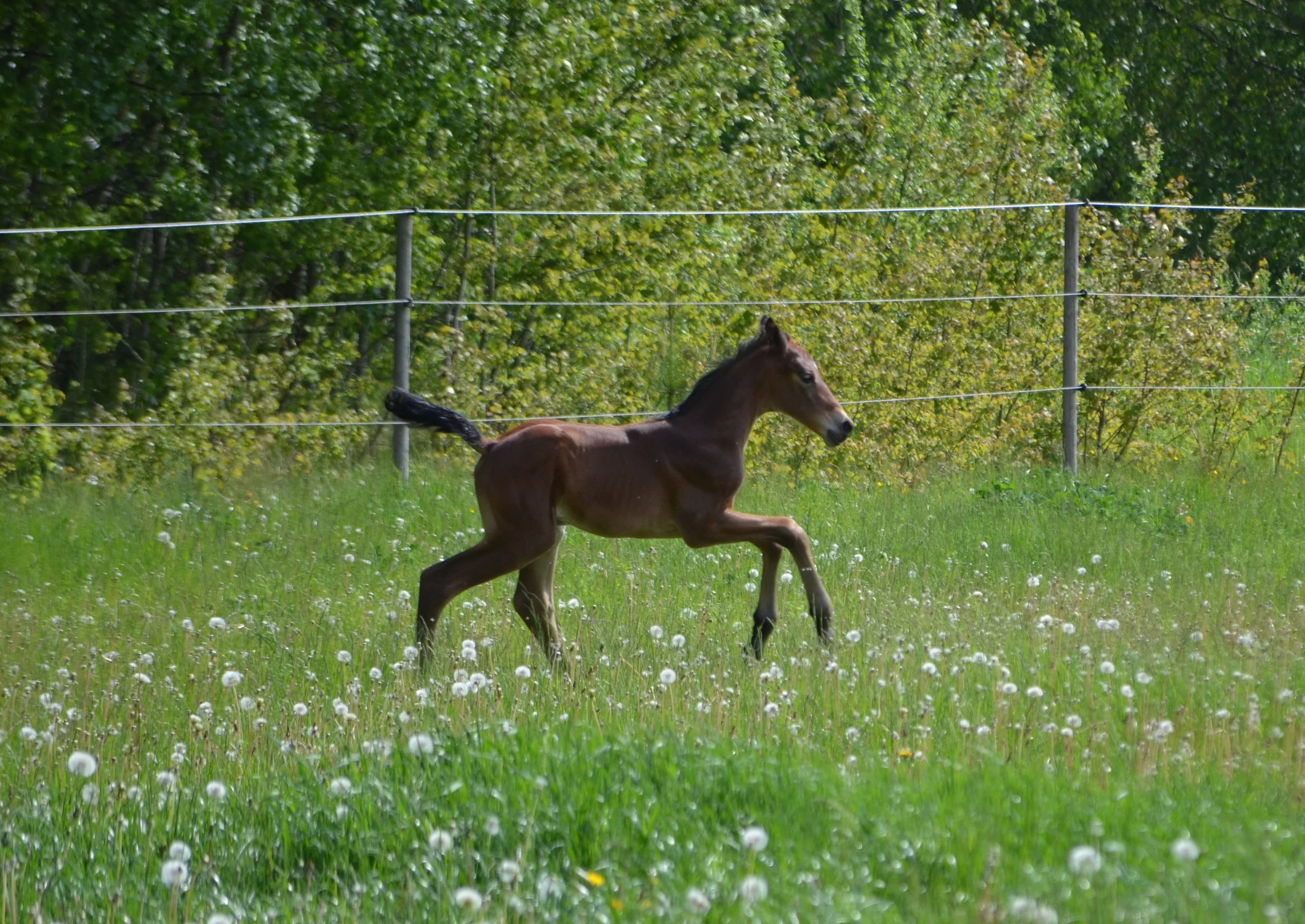 DSC_7233.jpg