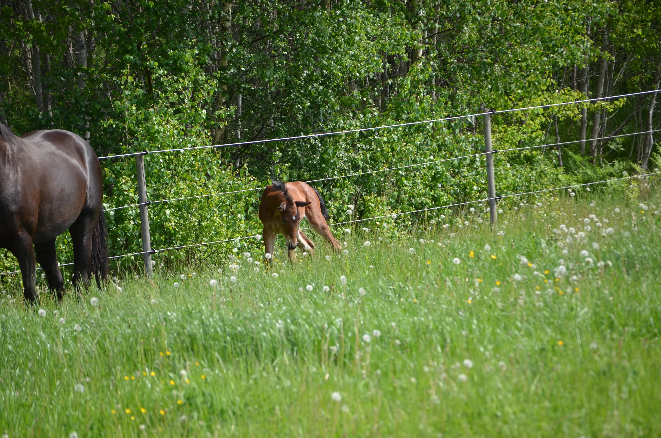 DSC_7285.jpg