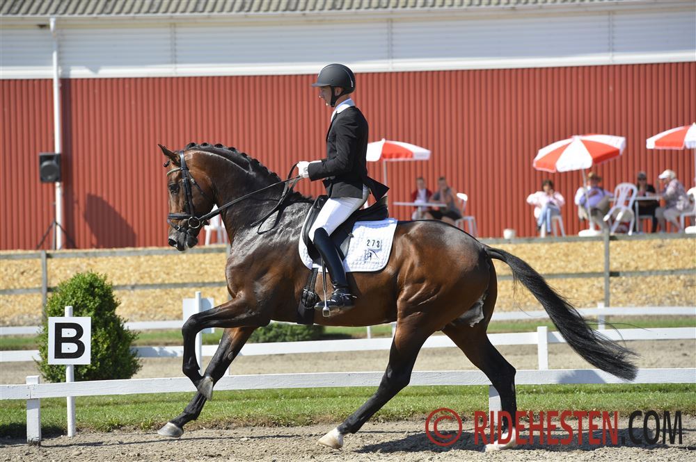 Foto: www.ridehesten.com