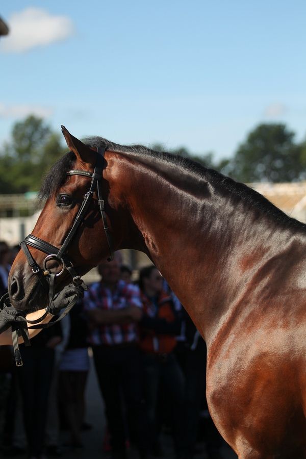 Foto: Blue Hors