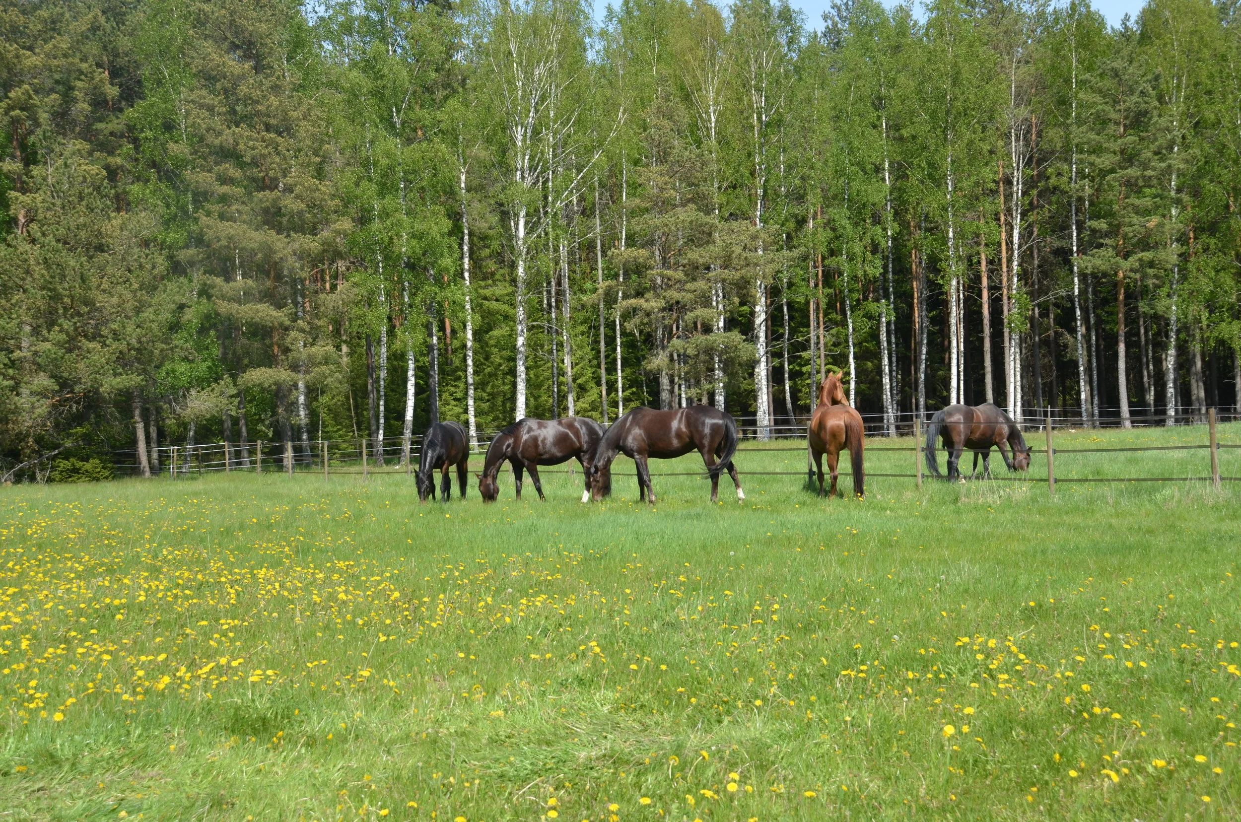 DSC_8887.jpg