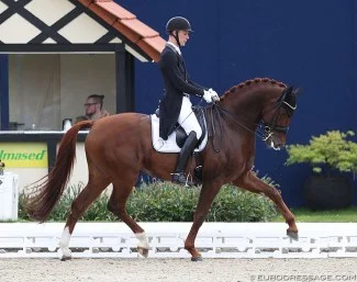 Blue Hors Veneziano godkänd hingst e. Vivaldi u. Fabina, helsyster till Don Schufro