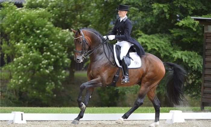 Blue Hors Zatchmo godkänd hingst e. Blue Hors Zack u. Fiesta Girl, helsyster till Don Schufro