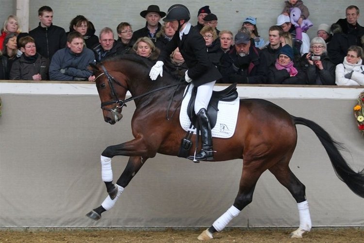 Blue Hors Zatchmo godkänd hingst e. Blue Hors Zack u. Fiesta Girl, helsyster till Don Schufro
