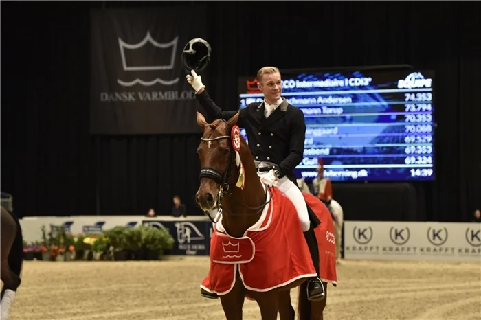 Blue Hors Veneziano godkänd hingst e. Vivaldi u. Fabina, helsyster till Don Schufro
