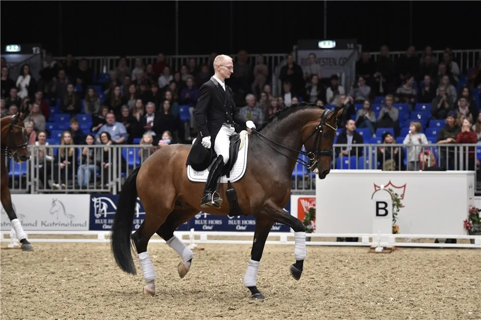 Blue Hors Zatchmo godkänd hingst e. Blue Hors Zack u. Fiesta Girl, helsyster till Don Schufro