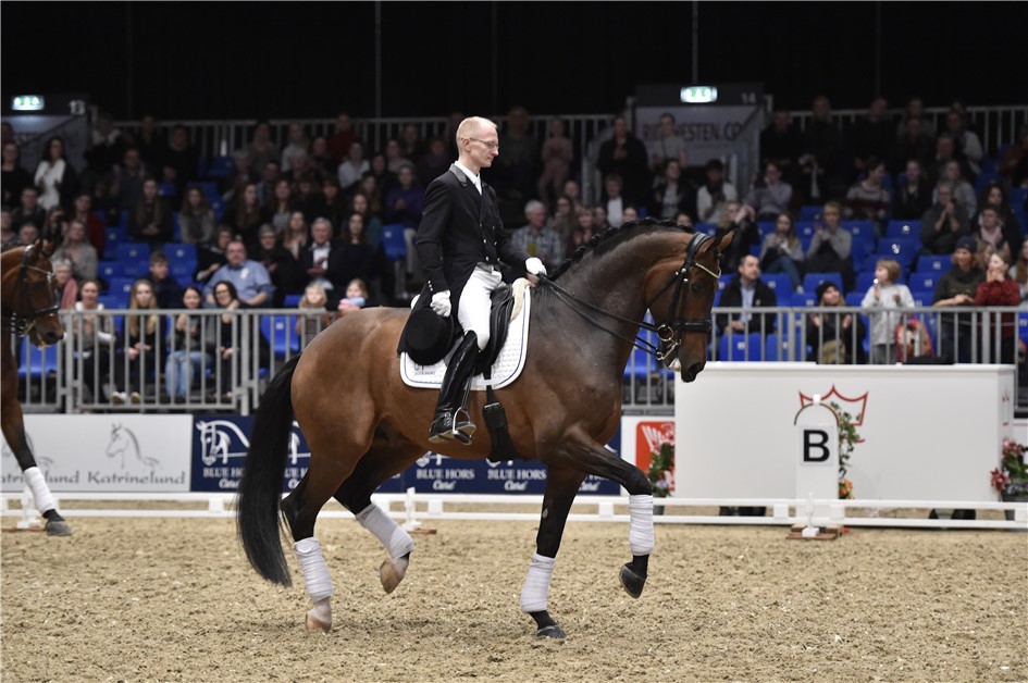 Blue Hors Zatchmo godkänd hingst e. Blue Hors Zack u. Fiesta Girl, helsyster till Don Schufro