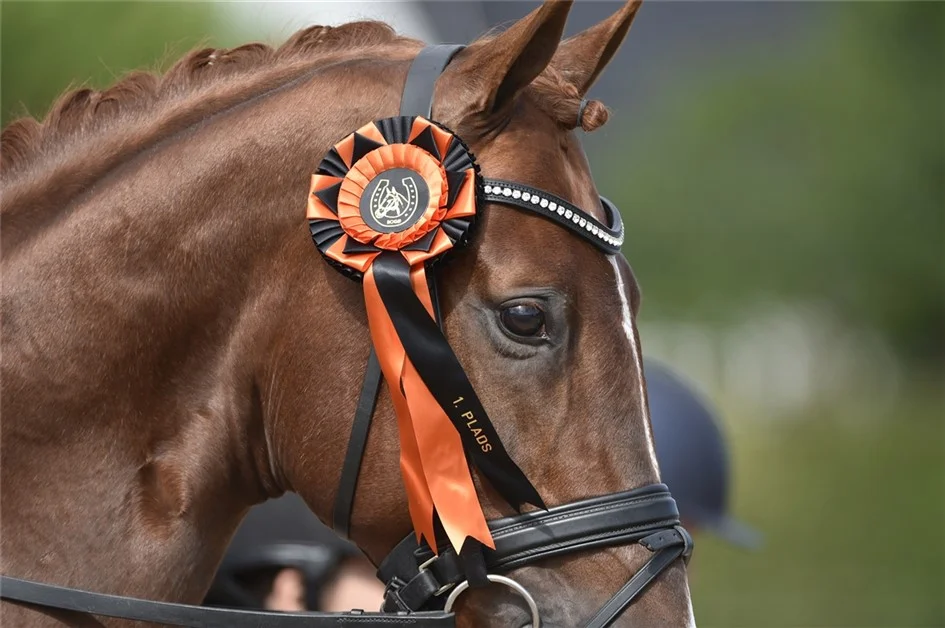 Blue Hors Zirrus godkänd hingst e. Blue Hors Zack u. Fiesta Girl, helsyster till Don Schufro