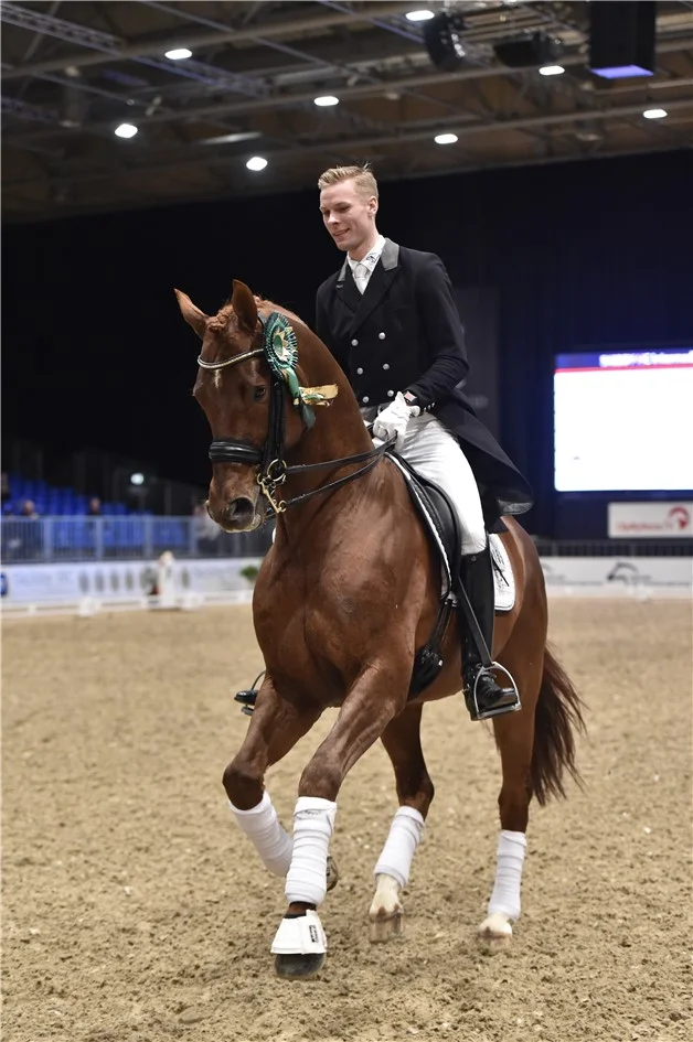 Blue Hors Veneziano godkänd hingst e. Vivaldi u. Jazz Primeras moster Fabina, helsyster till Don Schufro